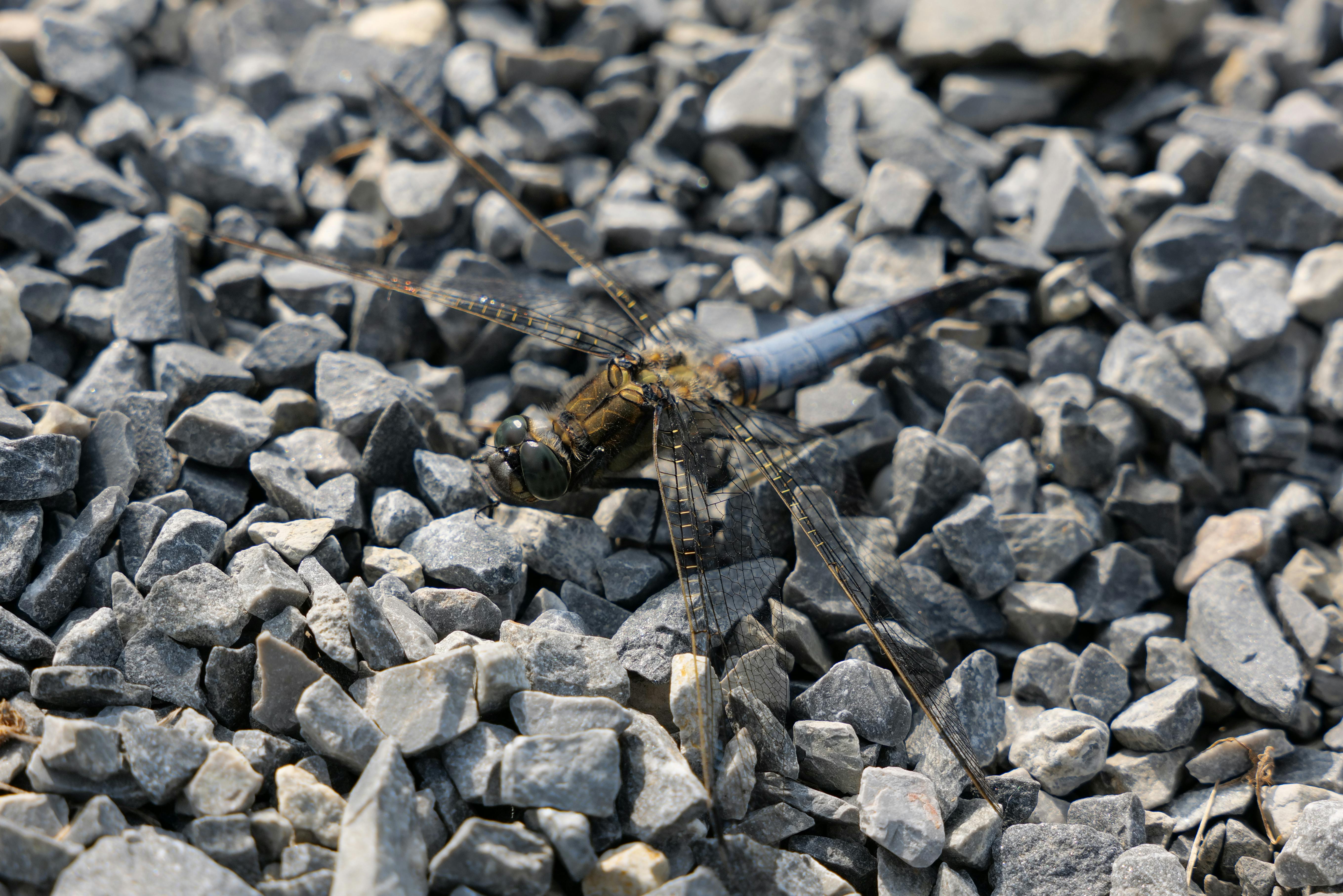 Close-up of a dragonfly on pebbles in Kaniška Iva, Croatia, showcasing nature's wildlife.