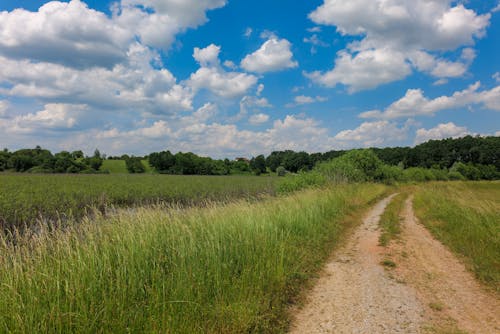 Dirt Road Running across Agricultural Field under Blue Sky