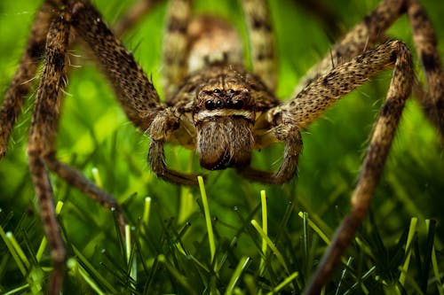 Close-up on Giant Crab Spider Standing in Grass