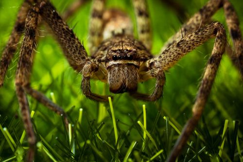 Free Detailed close-up of a giant crab spider standing on vibrant green grass in Singapore. Stock Photo