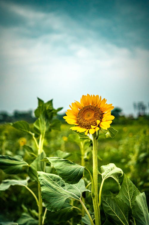 Close-up of a Sunflower on a Field 