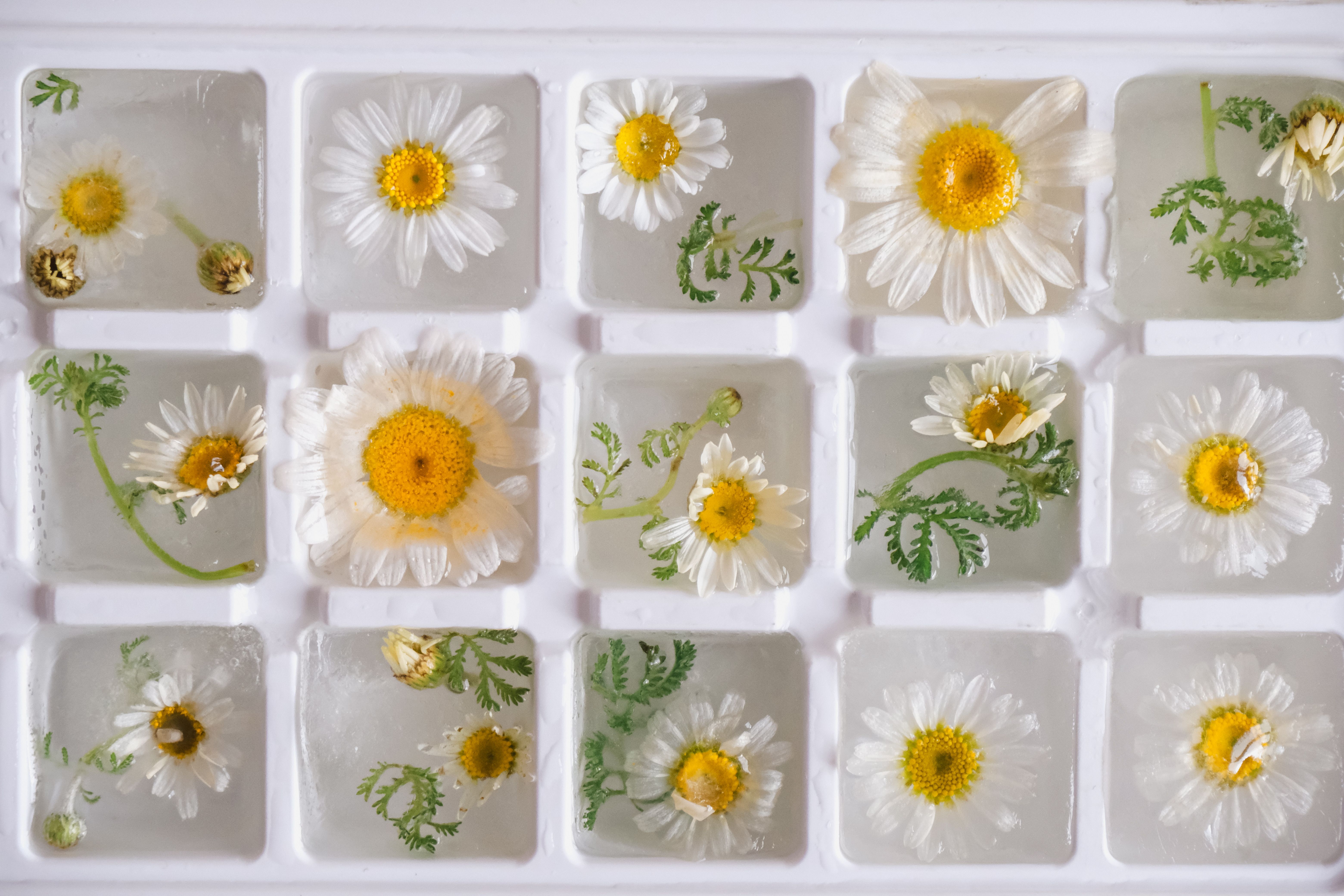 Beautiful arrangement of chamomile flowers frozen in ice cubes, creating a natural and artistic still life.