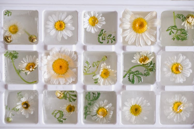 Ice Cube Tray Filled With Water And Chamomile Flowers