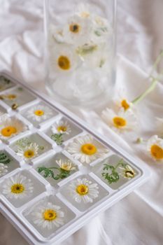 Delicate chamomile flowers frozen in ice cubes, perfect for skincare or herbal decoration.