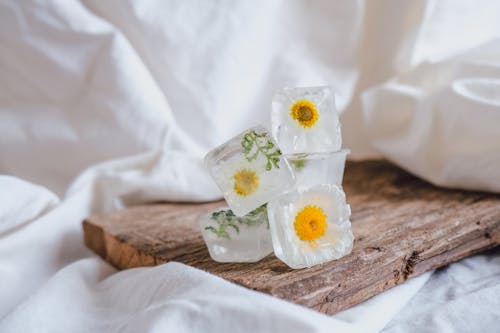 Foto profissional grátis de borda, chamomiles, congelado