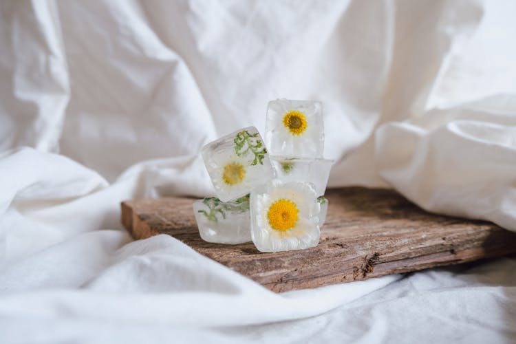 Still Life With Frozen Chamomiles