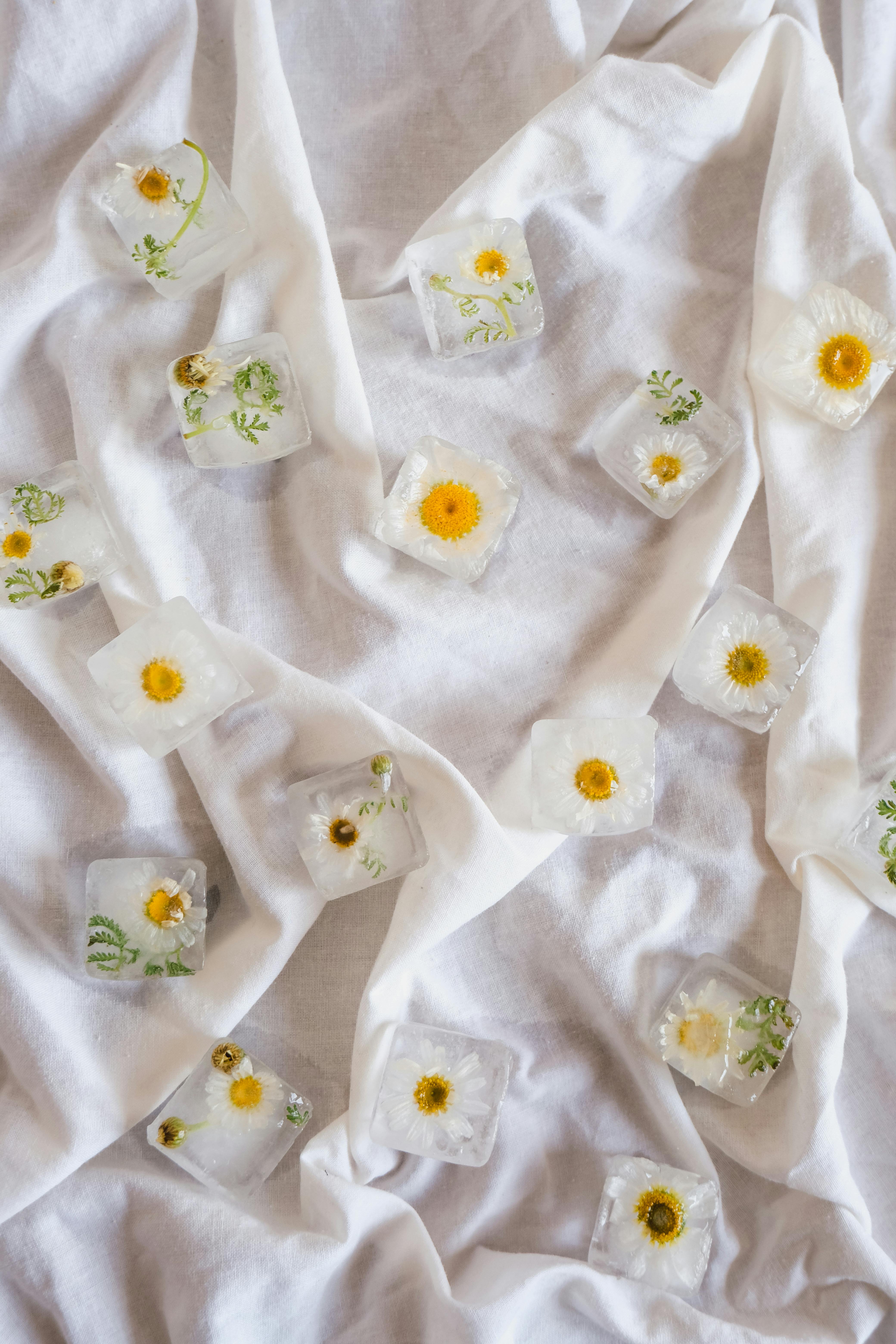 Artistic display of chamomile flowers encased in ice cubes on white cloth background.