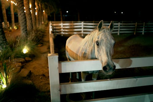 Imagine de stoc gratuită din animal, cal alb, fermă