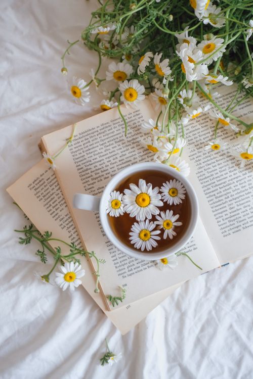 Free Serene still life featuring a cup of chamomile tea surrounded by daisies and an open book. Stock Photo
