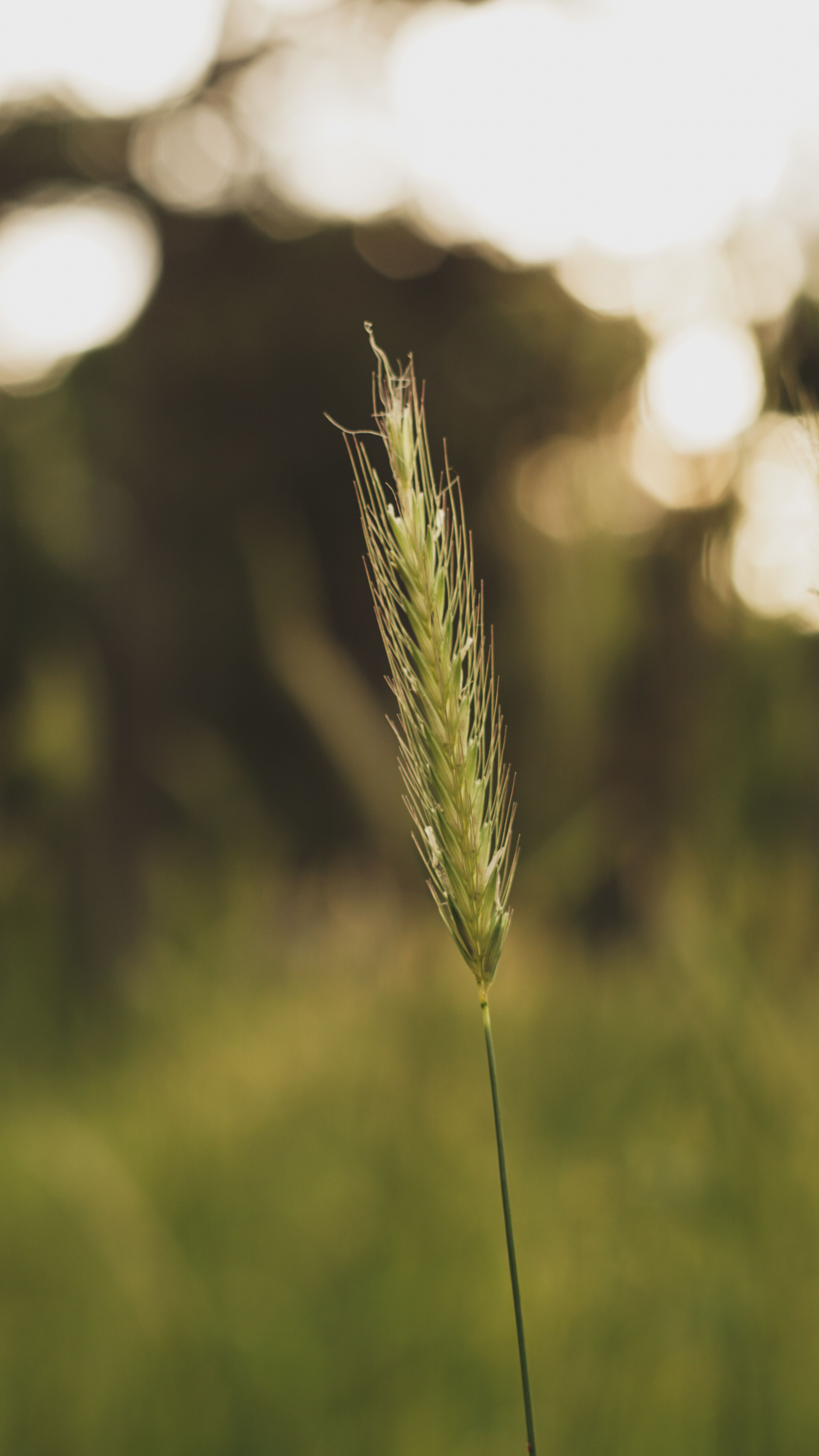 A single wheat stalk in a rural field at sunset, capturing the essence of agriculture and nature.