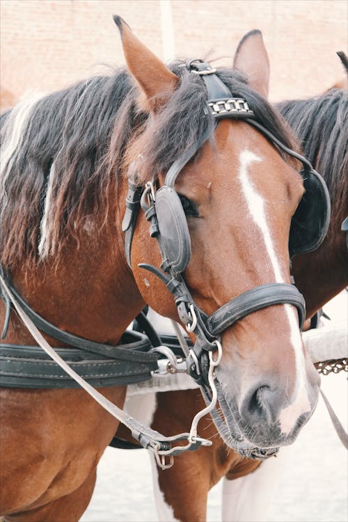 Brown and White Horse