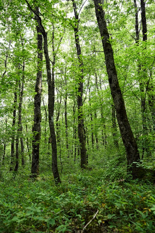 Fotos de stock gratuitas de bosque, exuberante, follaje