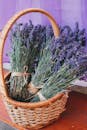 一个柳条篮子装满了新鲜的薰衣草束，展示着自然之美