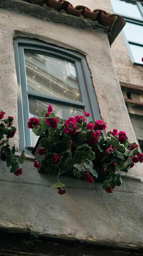 Low Angle Shot of a Window Decorated with Flowers in a Residential Building 