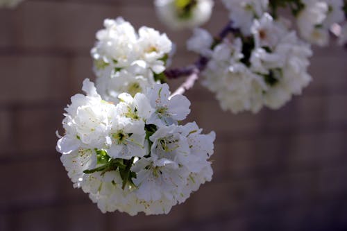 Immagine gratuita di fiore bianco, fiore di ciliegio