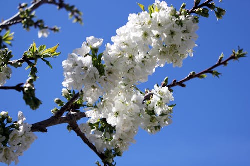 Free stock photo of cherry blossom, white blossom