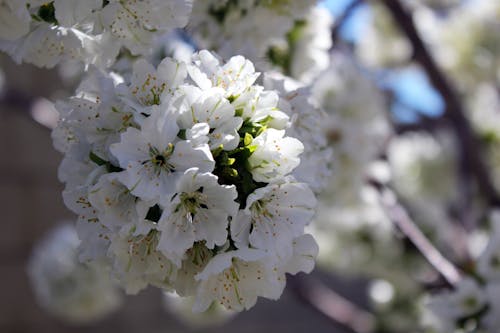 Free stock photo of cherry blossom, white blossom