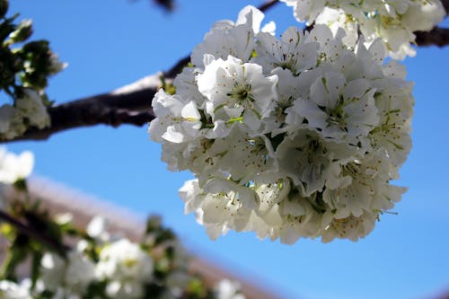 Free stock photo of cherry blossoms, white blossom