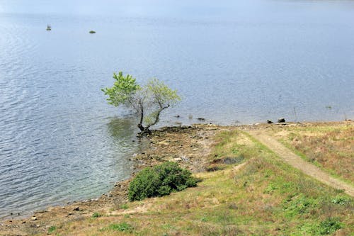 Free stock photo of reservoir, tree