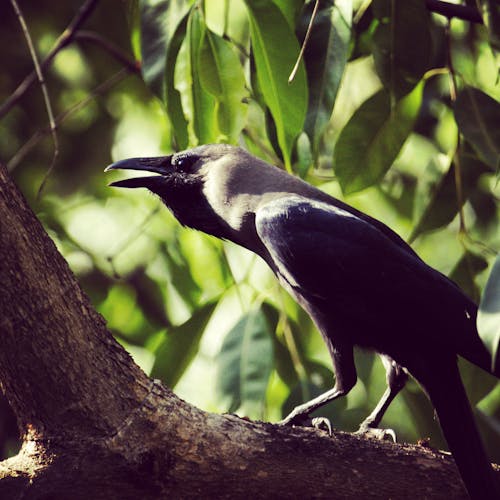 Foto profissional grátis de ave, corvo, negro
