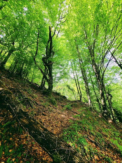 Základová fotografie zdarma na téma gerês, les, národní park