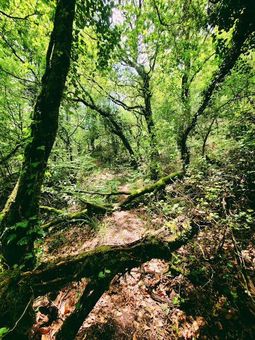 Základová fotografie zdarma na téma gerês, les, pěší turistika