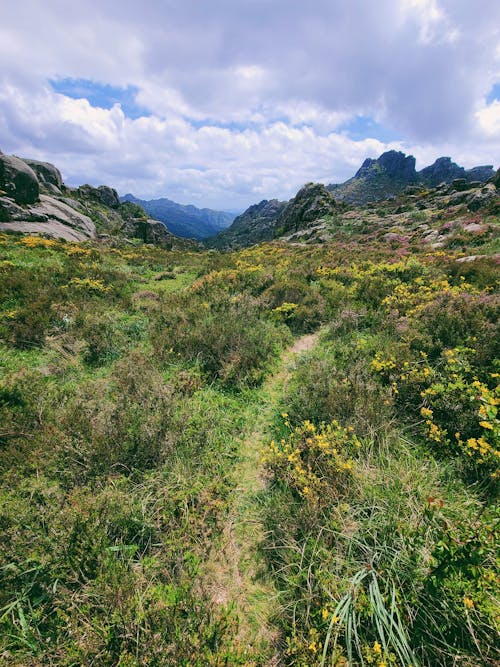 Základová fotografie zdarma na téma gerês, hory, keře