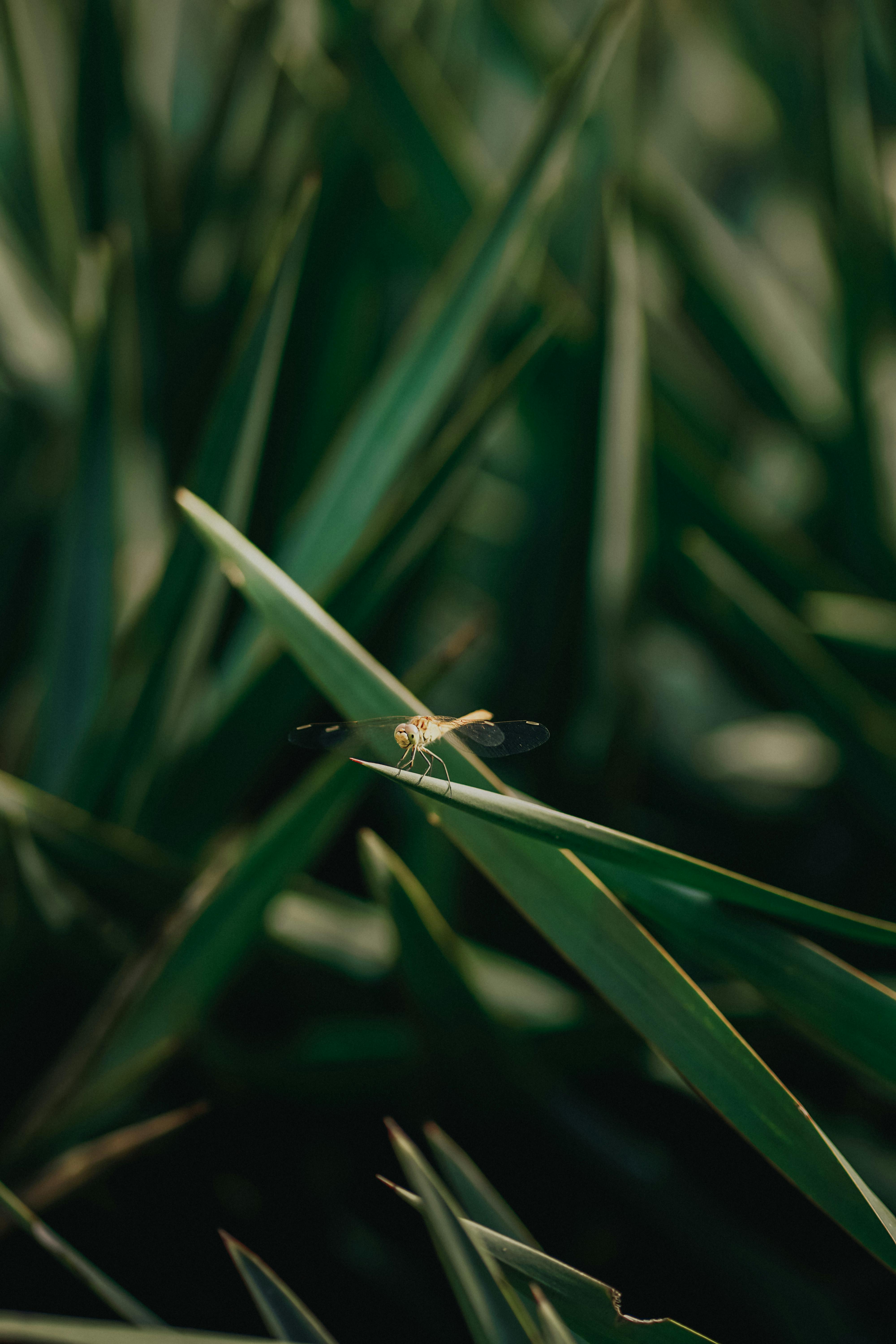 A dragonfly perched on a green leaf against a blurred background, highlighting nature's beauty.