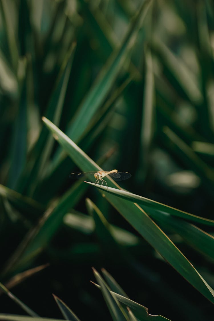 Dragonfly On Leaves