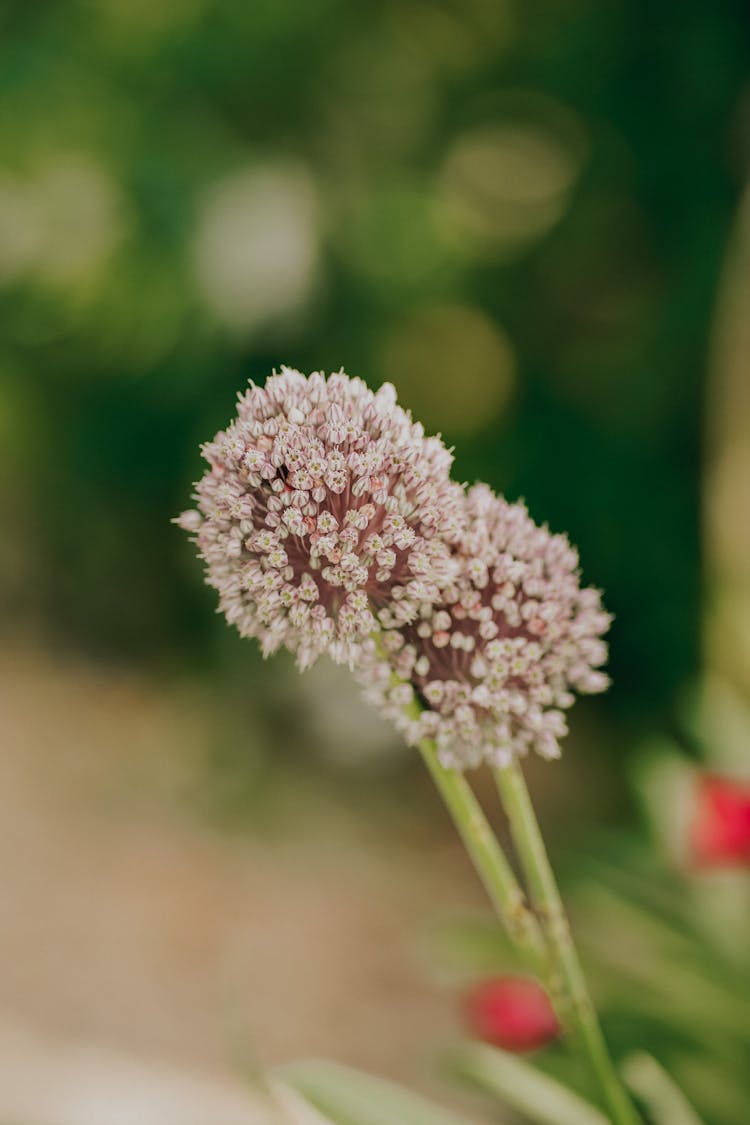 Close Up Of Flowers