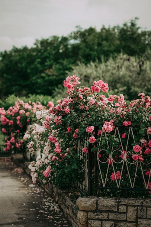 View of a Pink Rosebush behind a Fence 