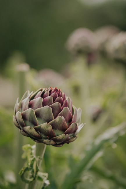 A detailed view of an artichoke flower with foliage, perfect for nature themes.
