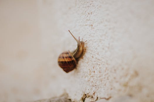 Detailed close-up of a snail navigating a rough textured wall surface, showcasing natural textures.