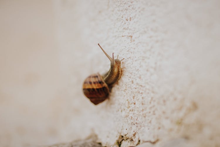 Close Up Of Snail On Wall