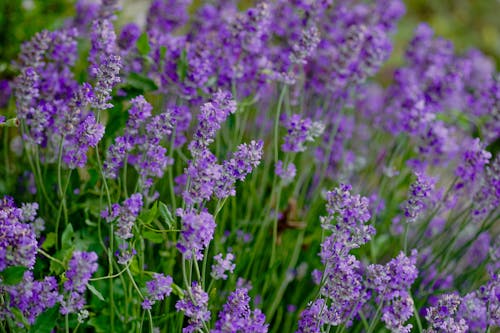 Foto profissional grátis de flores, foco seletivo, lavanda