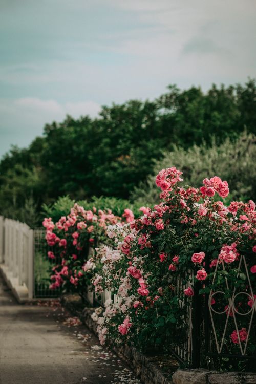 Free Charming pink roses in full bloom climbing a rustic fence in a serene outdoor garden setting. Stock Photo