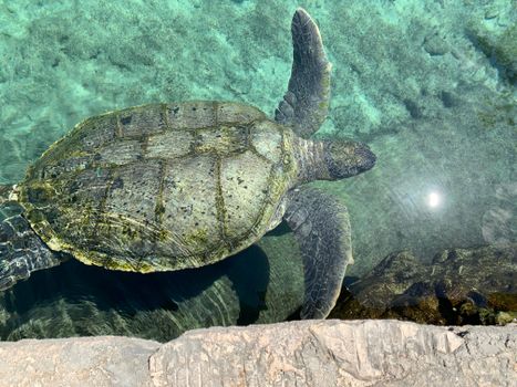 A close-up view of a sea turtle swimming gracefully in crystal clear water.