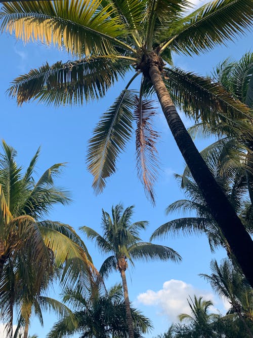 Palm Trees and Blue Sky 