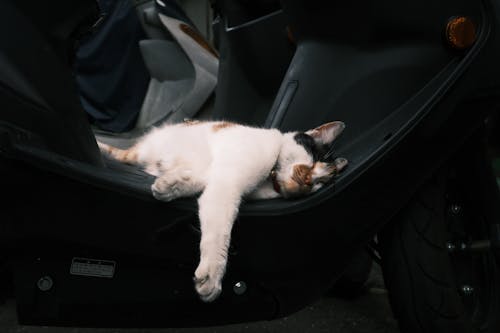 A cat laying on the floor of a motorcycle