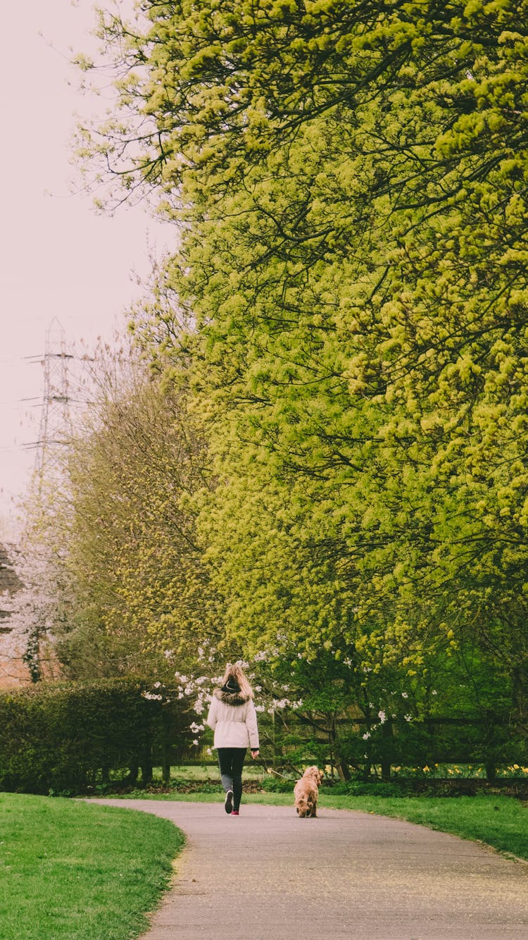 Back View Of A Woman Walking The Dog In A Park 