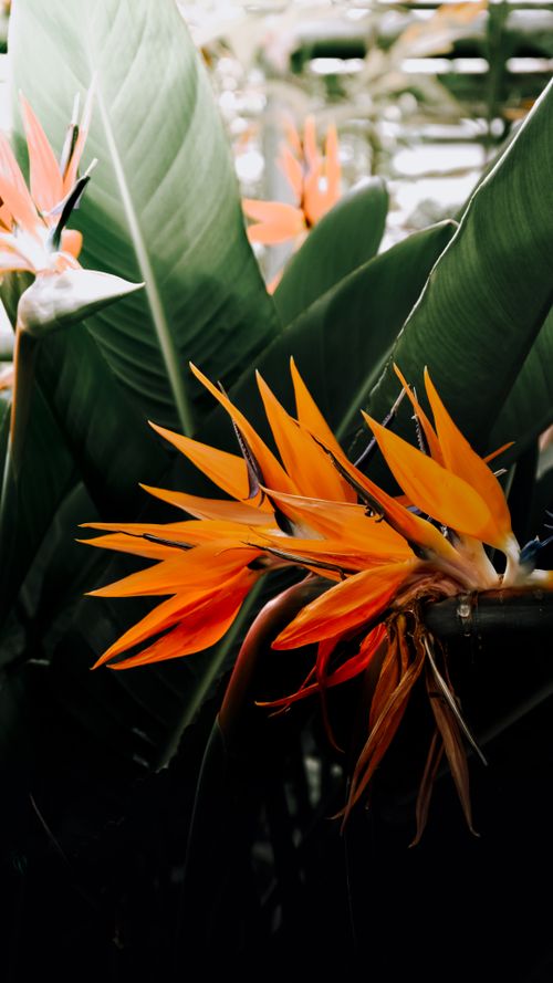 Free Close-up of vibrant orange Bird of Paradise flowers amidst lush green leaves, showcasing natural beauty. Stock Photo