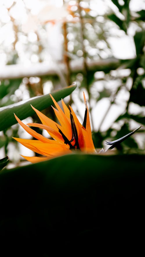 クレーンの花, ストレチアレギナ, セレクティブフォーカスの無料の写真素材