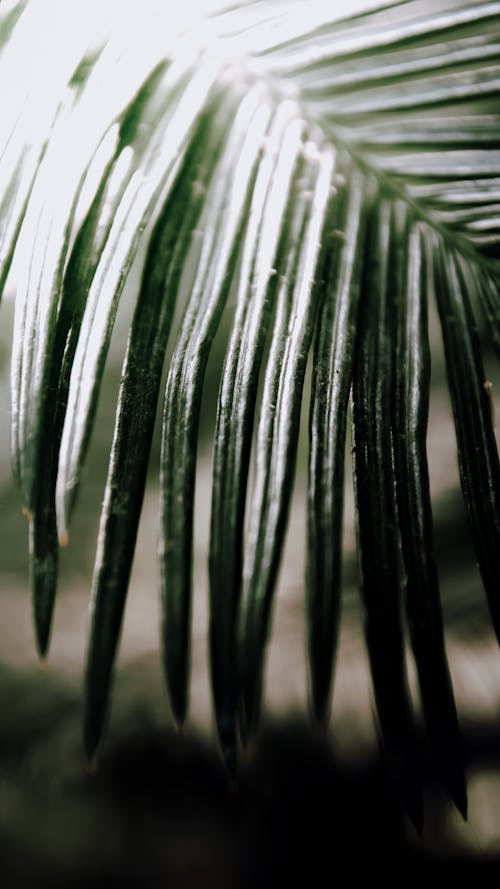 Close-up of a Palm Leaf 