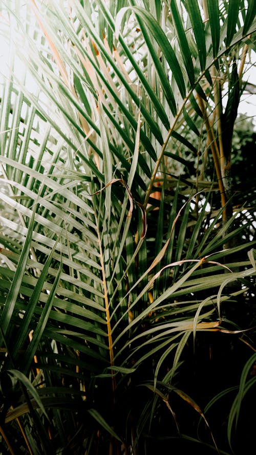 Close-up of Palm Leaves