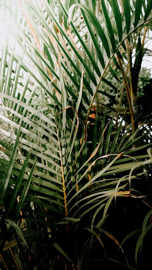 Free A detailed close-up of lush palm leaves in a tropical setting, showcasing natural green foliage. Stock Photo
