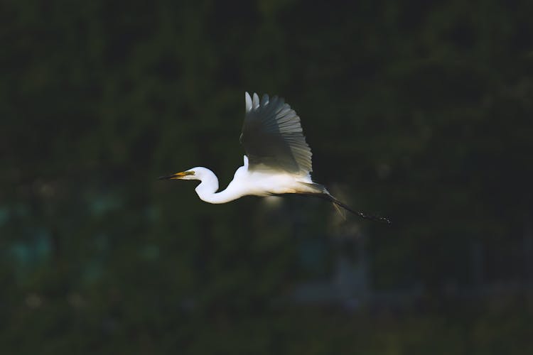 Photo Of A Flying Heron