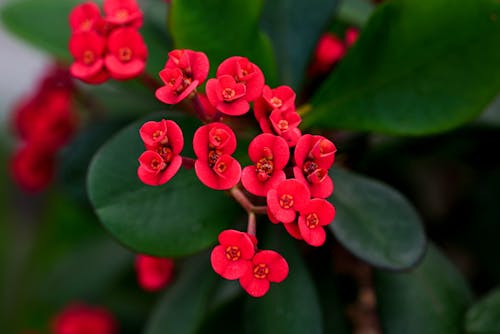 Close-up of Red Euphorbia Milii Flowers