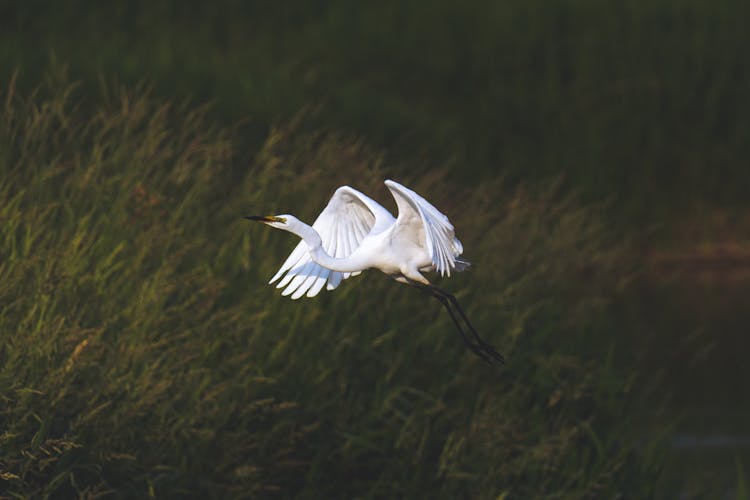 Photo Of A Heron Flying In Nature