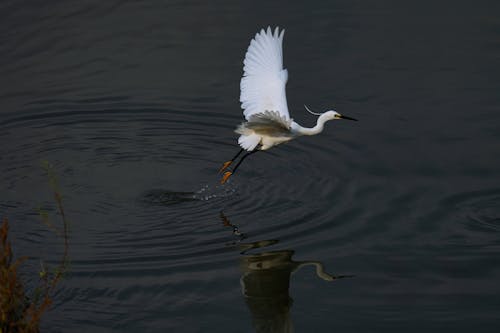 Close-up of an Egret Flying over the Water 