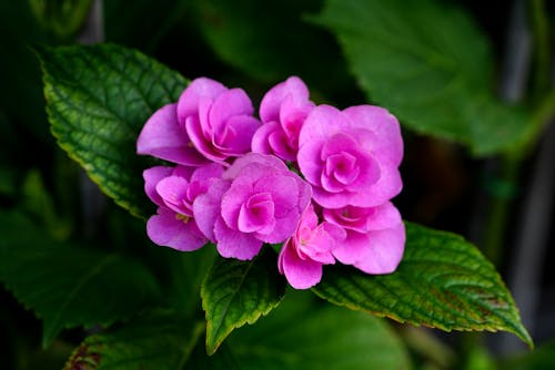 Close-up of Small Purple Flowers